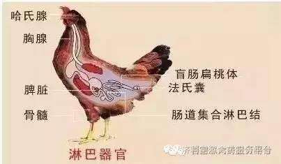 1522304701123402.jpg 雞免疫.jpg