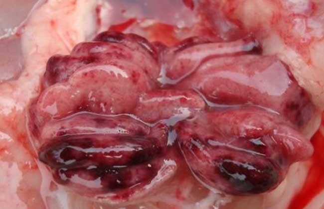 1522304709781328.jpg 法氏囊癥狀.jpg